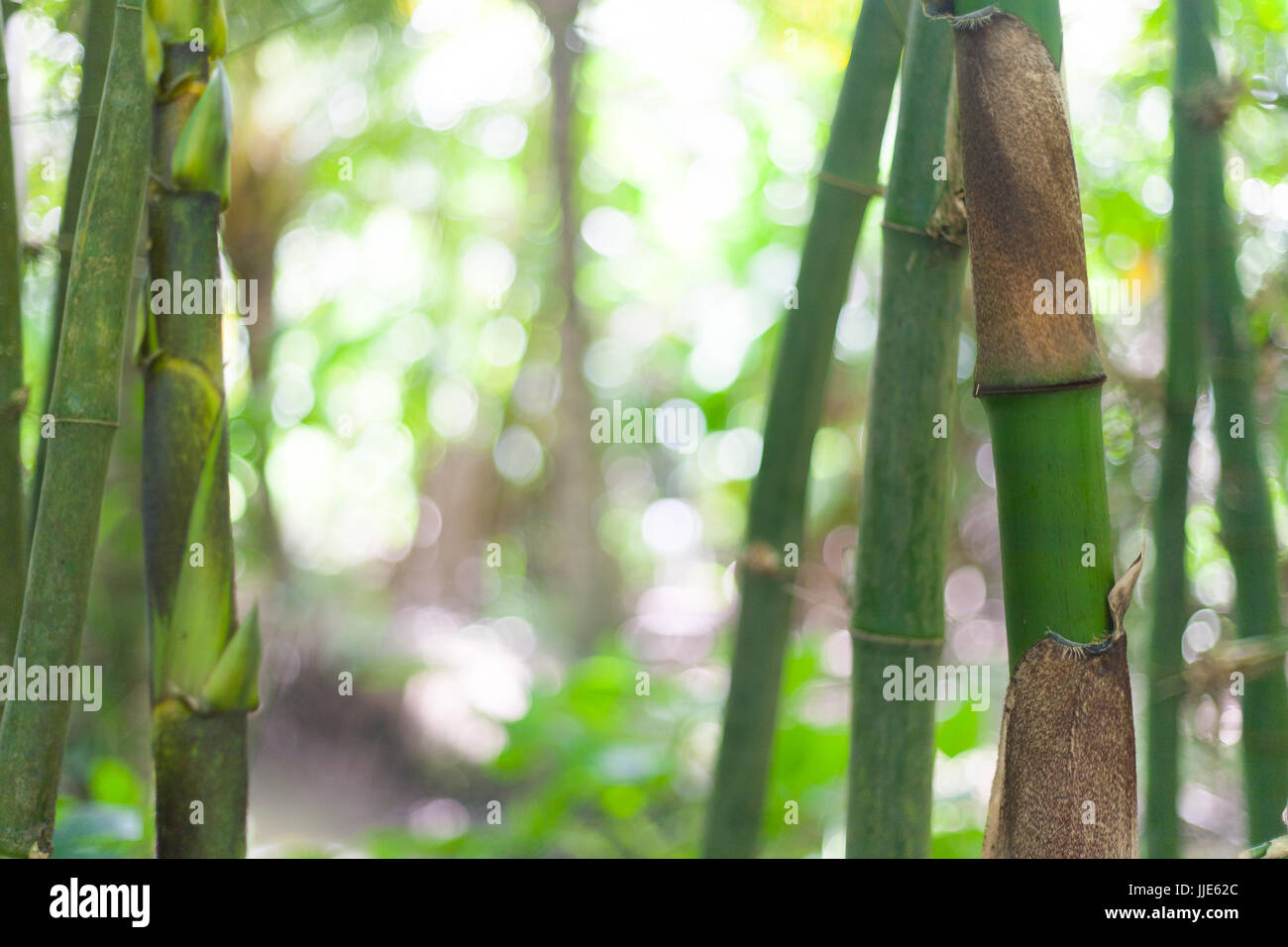 Detail of Bamboo and Bananas Plants in Vietnam Mekong Delta Village Stock Photo