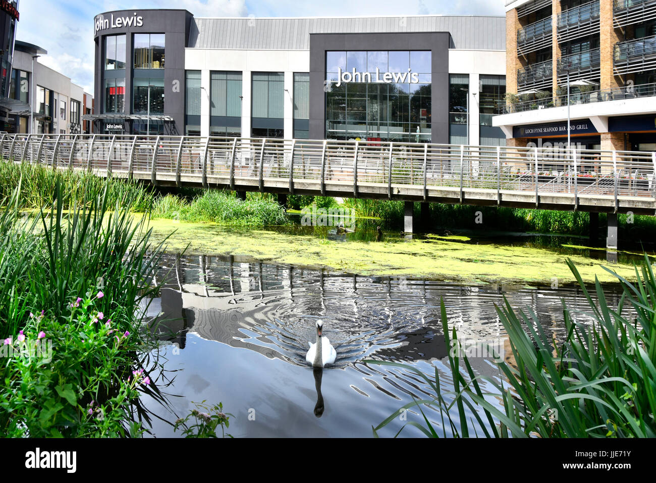 Swan on River Chelmer with John Lewis department store in Chelmsford town centre in major new retail development includes new footbridge England UK Stock Photo