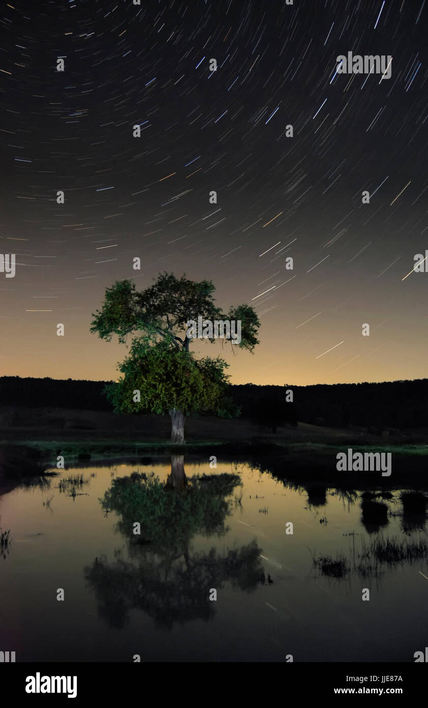 tree reflecting in water at night, long exposure night landscape with star trails Stock Photo