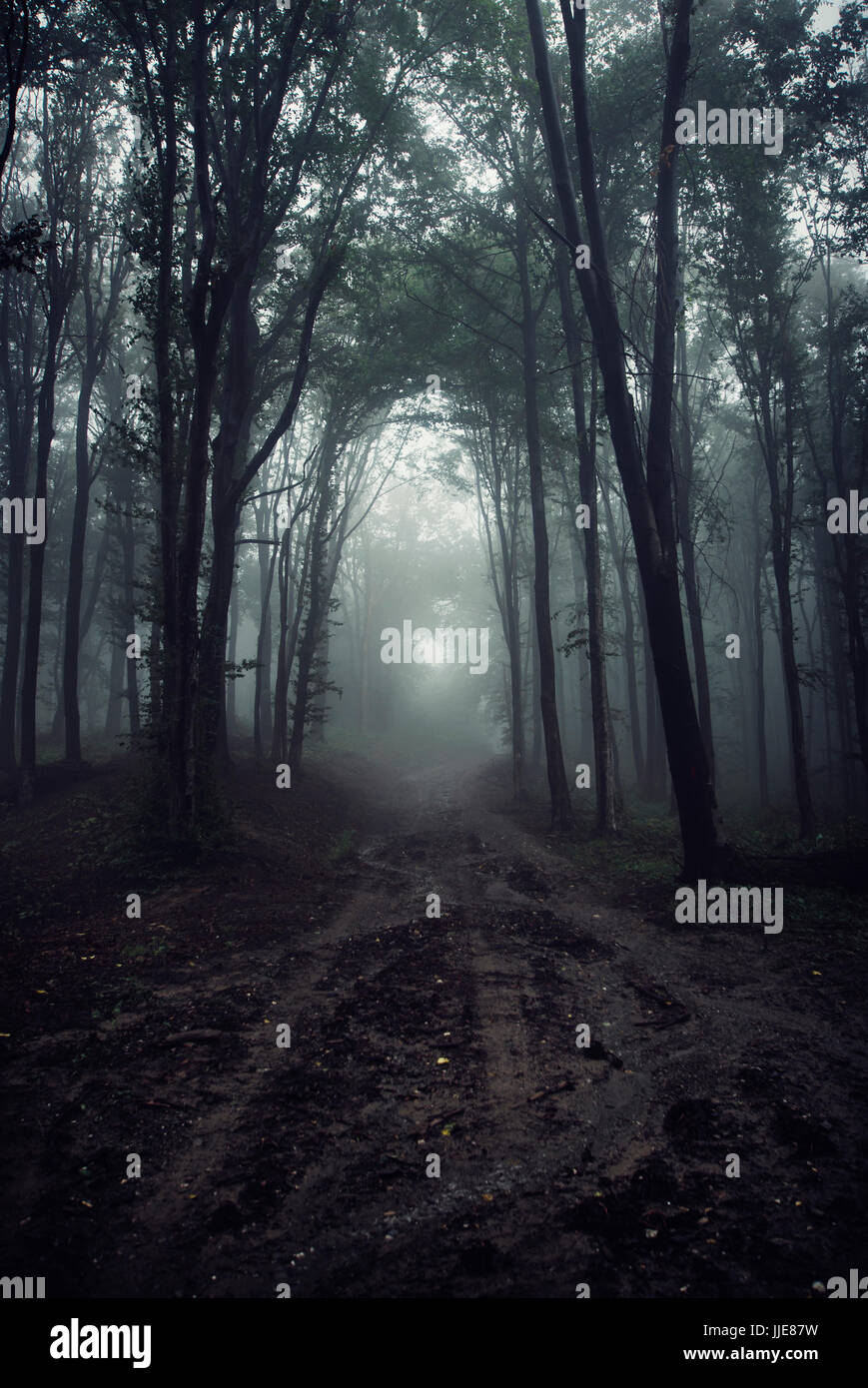 Dark forest path on rainy night, scary Halloween landscape Stock Photo