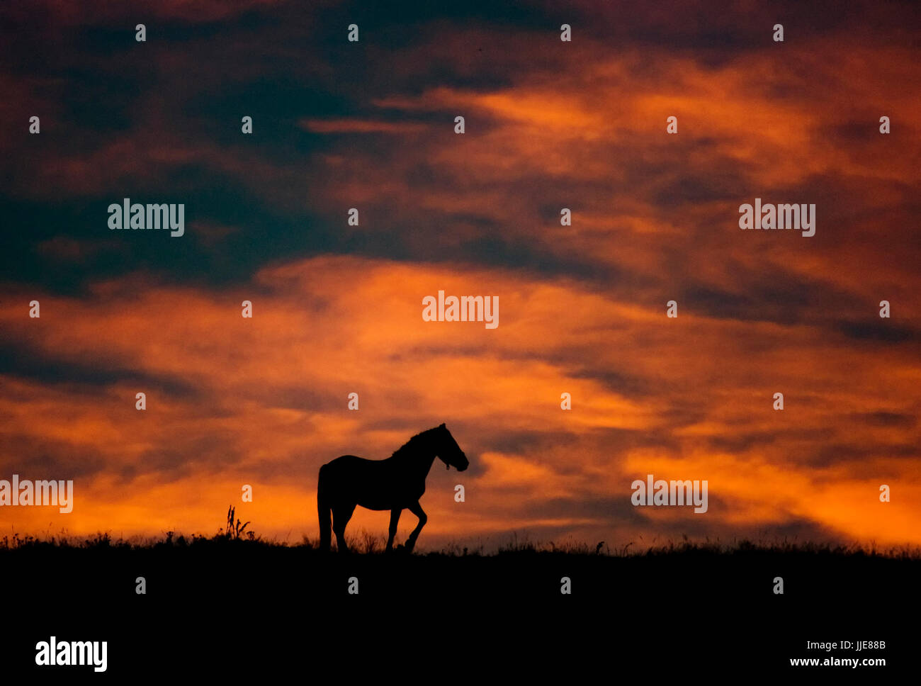 wild horse silhouette against vivid sunset sky Stock Photo