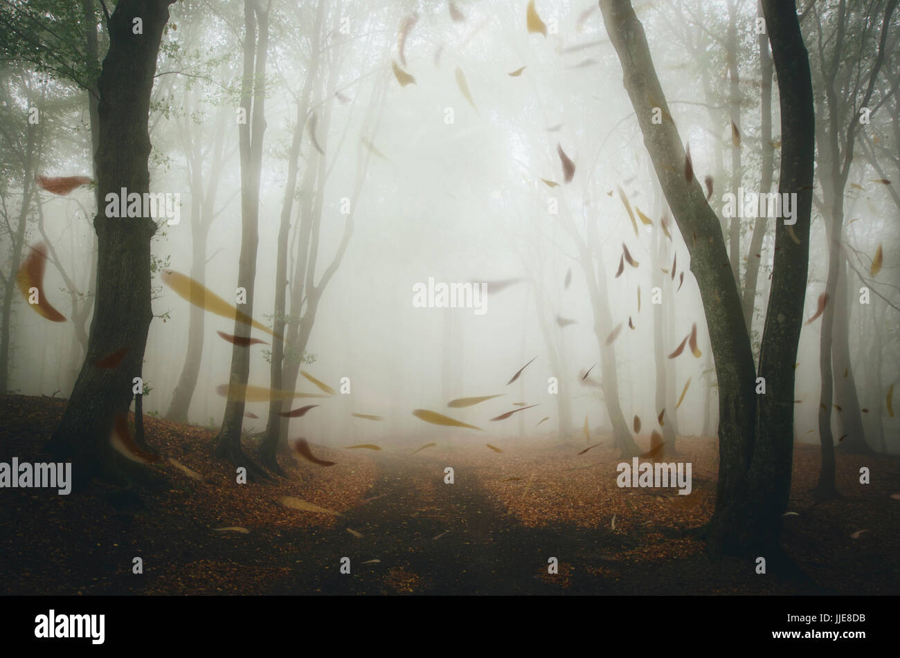 autumn leaves floating in the wind in autumn misty forest, rainy weather landscape Stock Photo