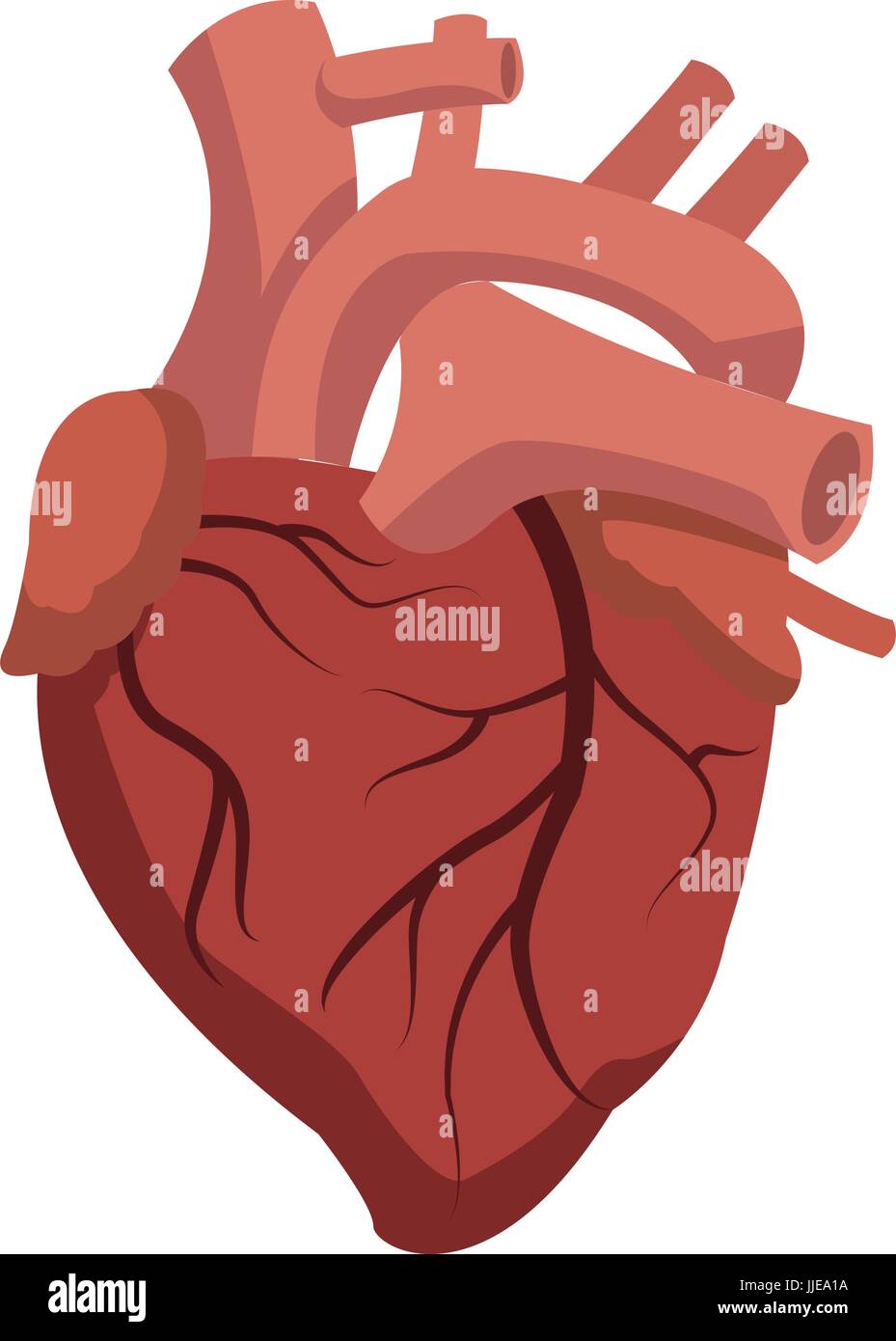 human heart medical anatomical artery Stock Vector Image & Art - Alamy