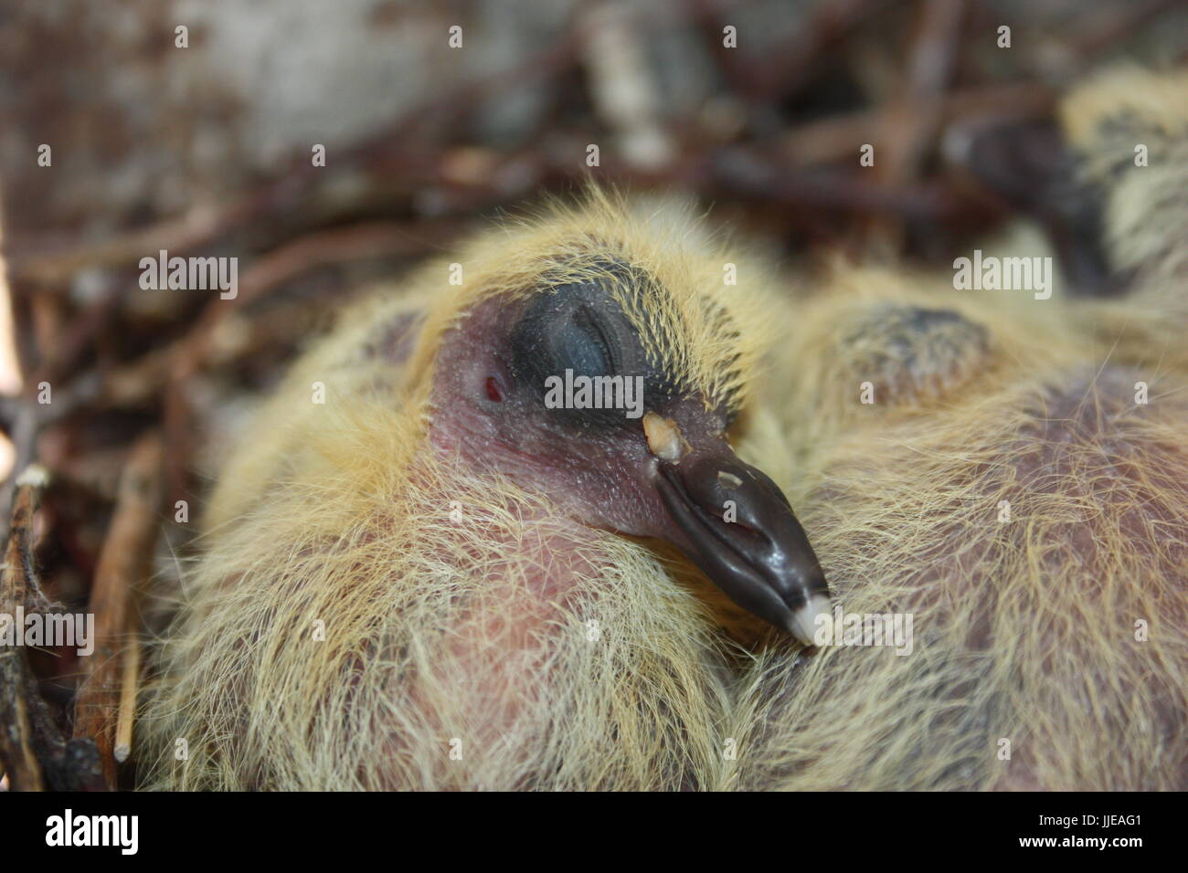 Nest Of A Dove Wildlife In The City Baby Pigeon Sleeping Without Plumage Small With Yellow Fluff In The Branches Of The Nest Stock Photo Alamy Nest Of A Dove Wildlife In The City Baby Pigeon Sleeping Without Plumage Small With Yellow Fluff In The Branches Of The Nest Stock Photo Alamy