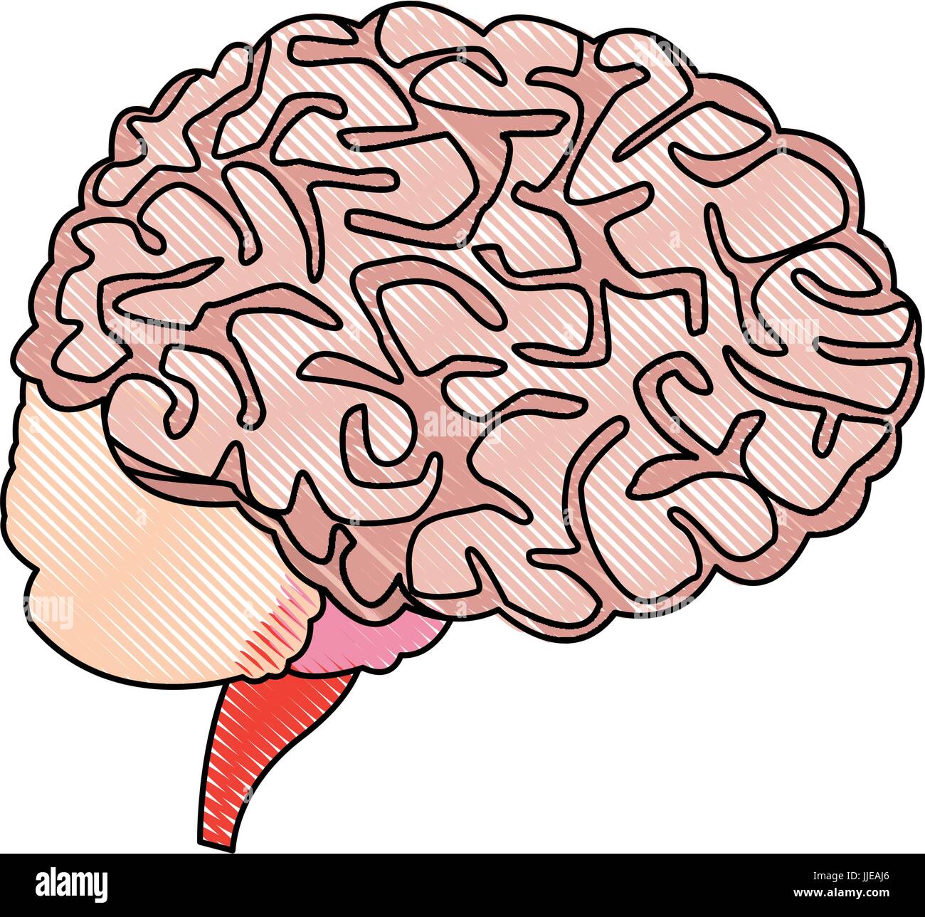 human brain for medical healthy memory anatomy design Stock Vector ...