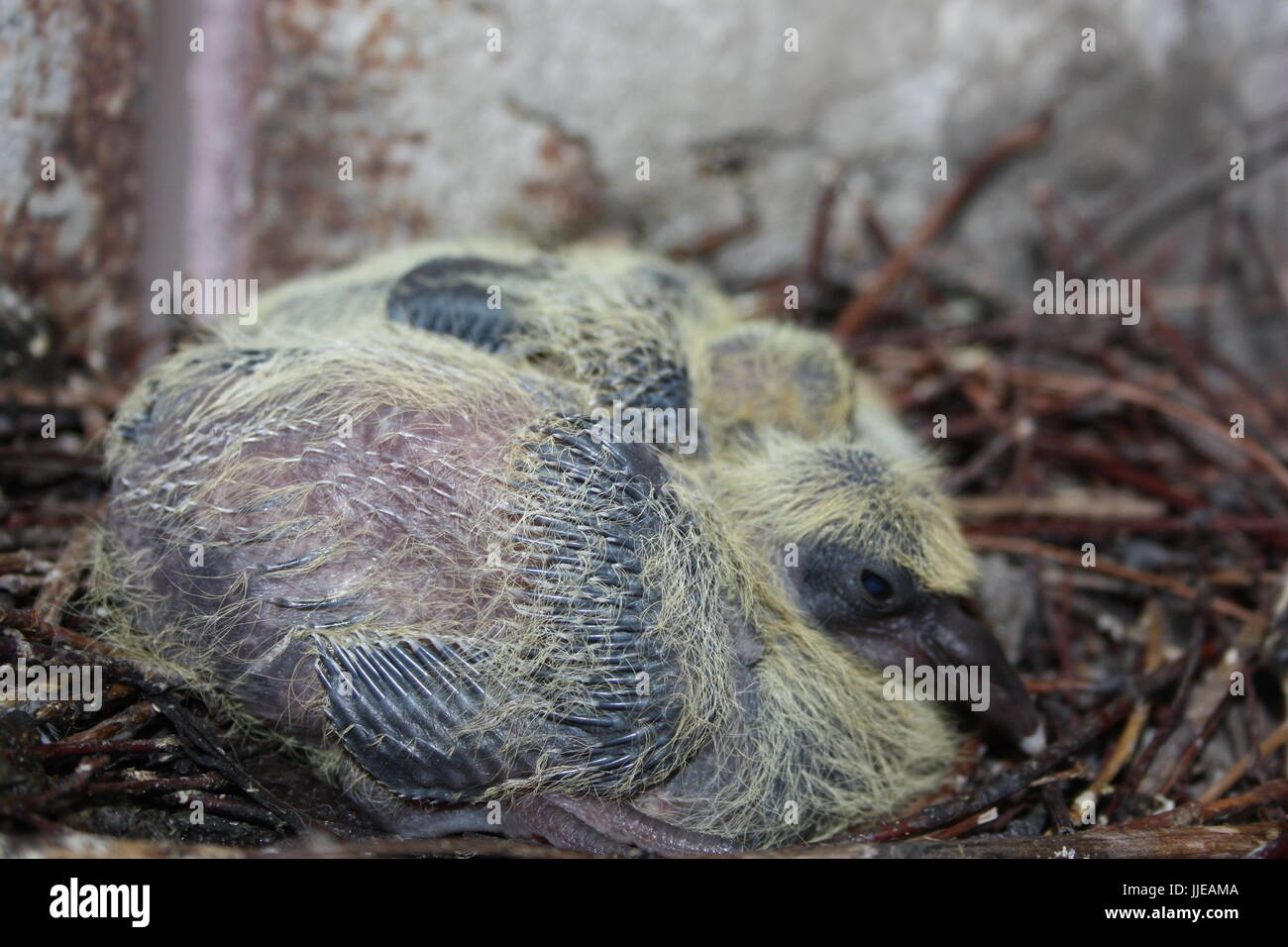 Nest Of A Dove Wildlife In The City Baby Pigeon Sleeping Along With His Brother Two Pigeons With The Emerging Dark And Pointed Plumage Small Wi Stock Photo Alamy Nest Of A Dove Wildlife In The City Baby Pigeon Sleeping Along With His Brother Two Pigeons With The Emerging Dark And Pointed Plumage Small Wi Stock Photo Alamy