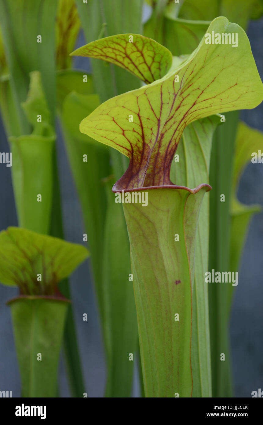 Tall upright plant hi-res stock photography and images - Alamy