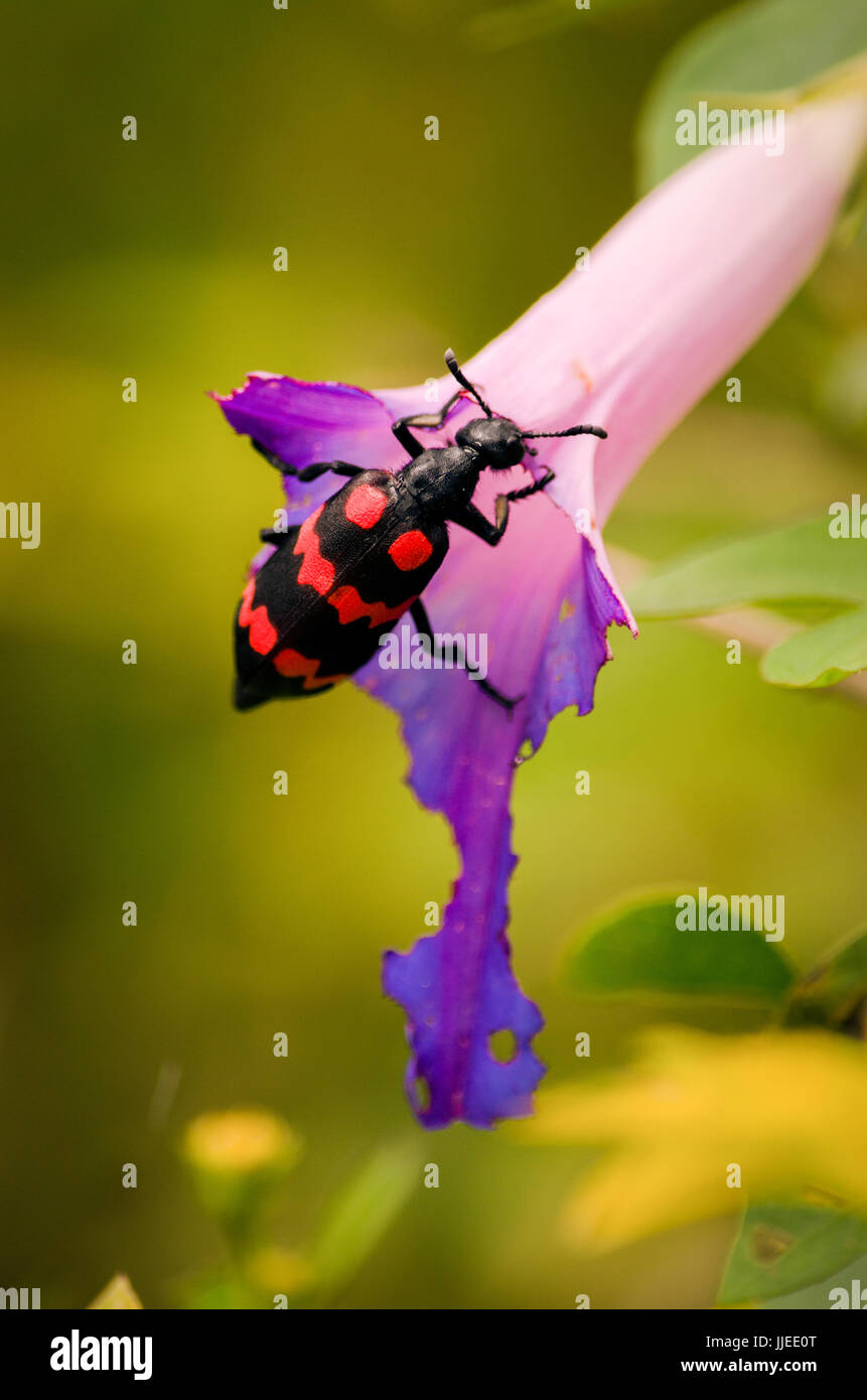 red beetle eating on purple flower Stock Photo