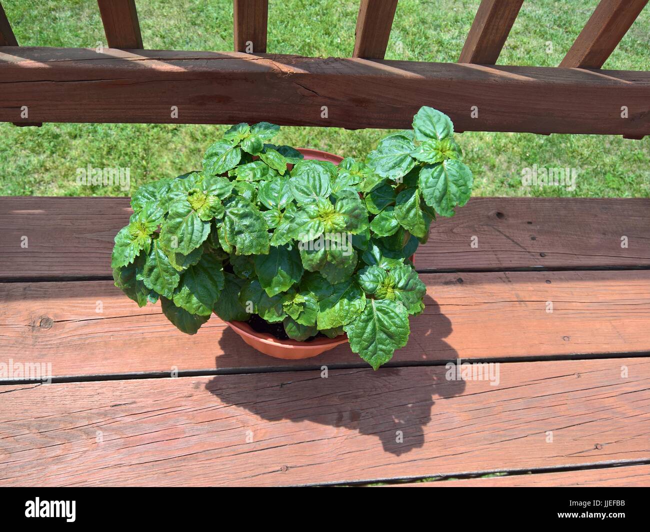 Potted plants at home hires stock photography and images Alamy