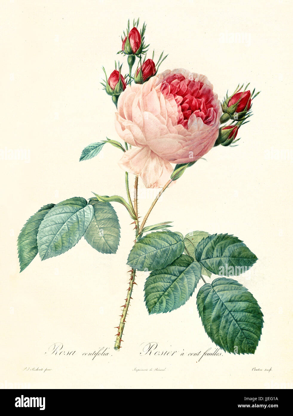 Old illustration of Provence Rose (Rosa centifolia). Created by P. R. Redoute, published on Les Roses, Imp. Firmin Didot, Paris, 1817-24 Stock Photo