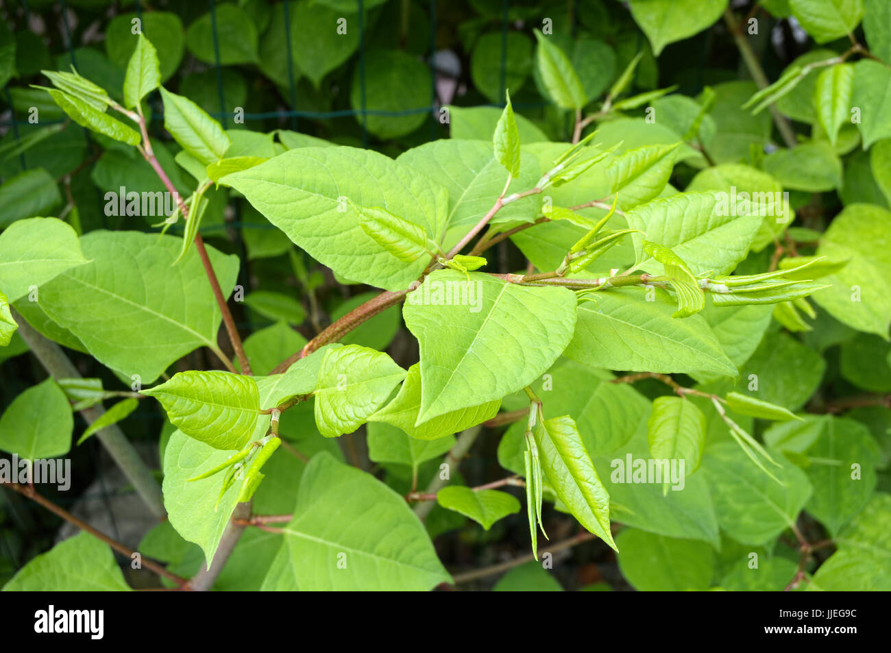 Sakhalin Knotweed or Fallopia sachalinensis in summer Stock Photo