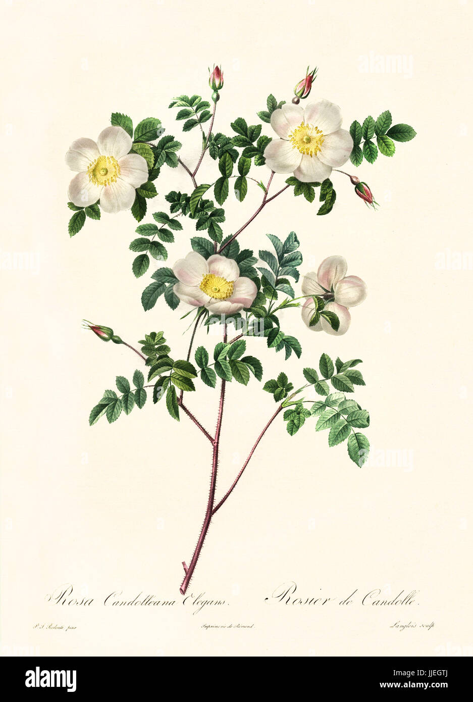 Old illustration of Rosa candolleana elegans. Created by P. R. Redoute, published on Les Roses, Imp. Firmin Didot, Paris, 1817-24 Stock Photo