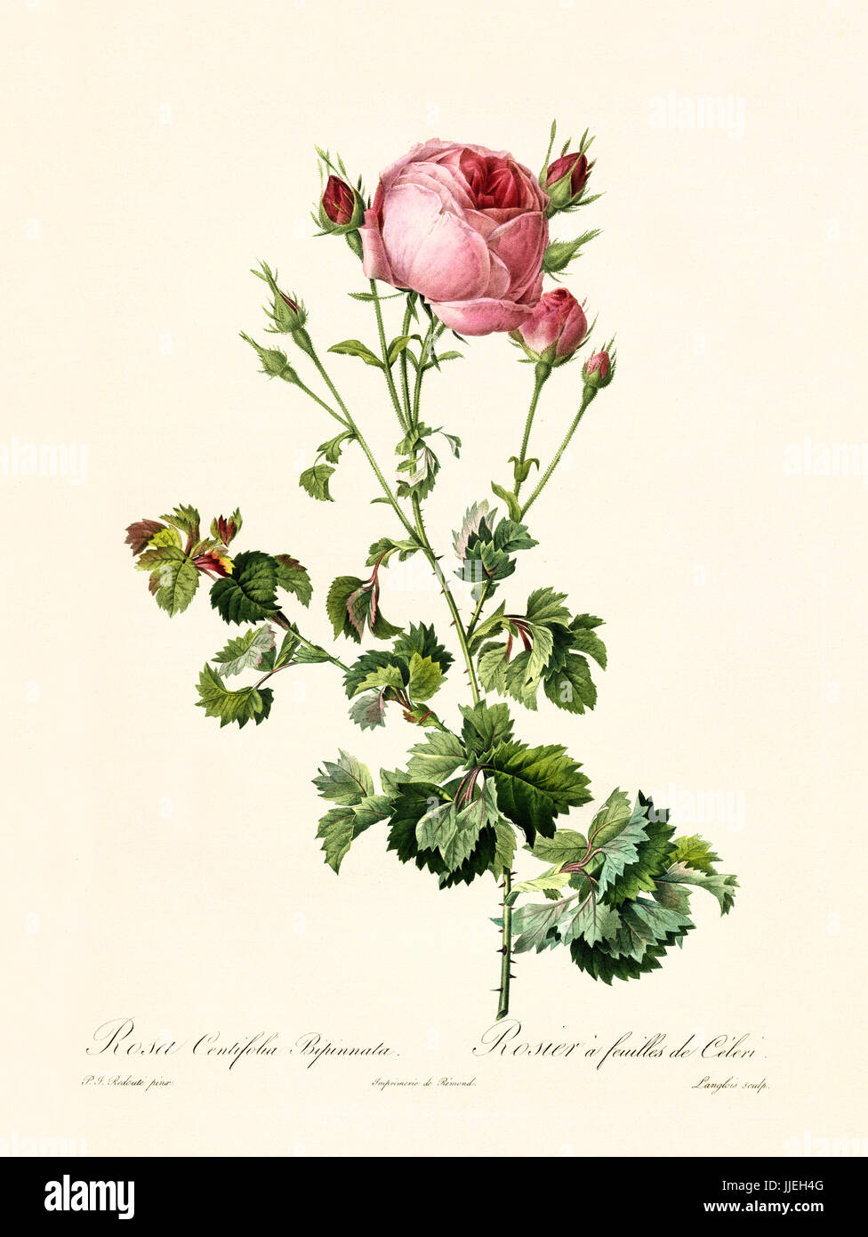 Rose centifolia illustration hi-res stock photography and images
