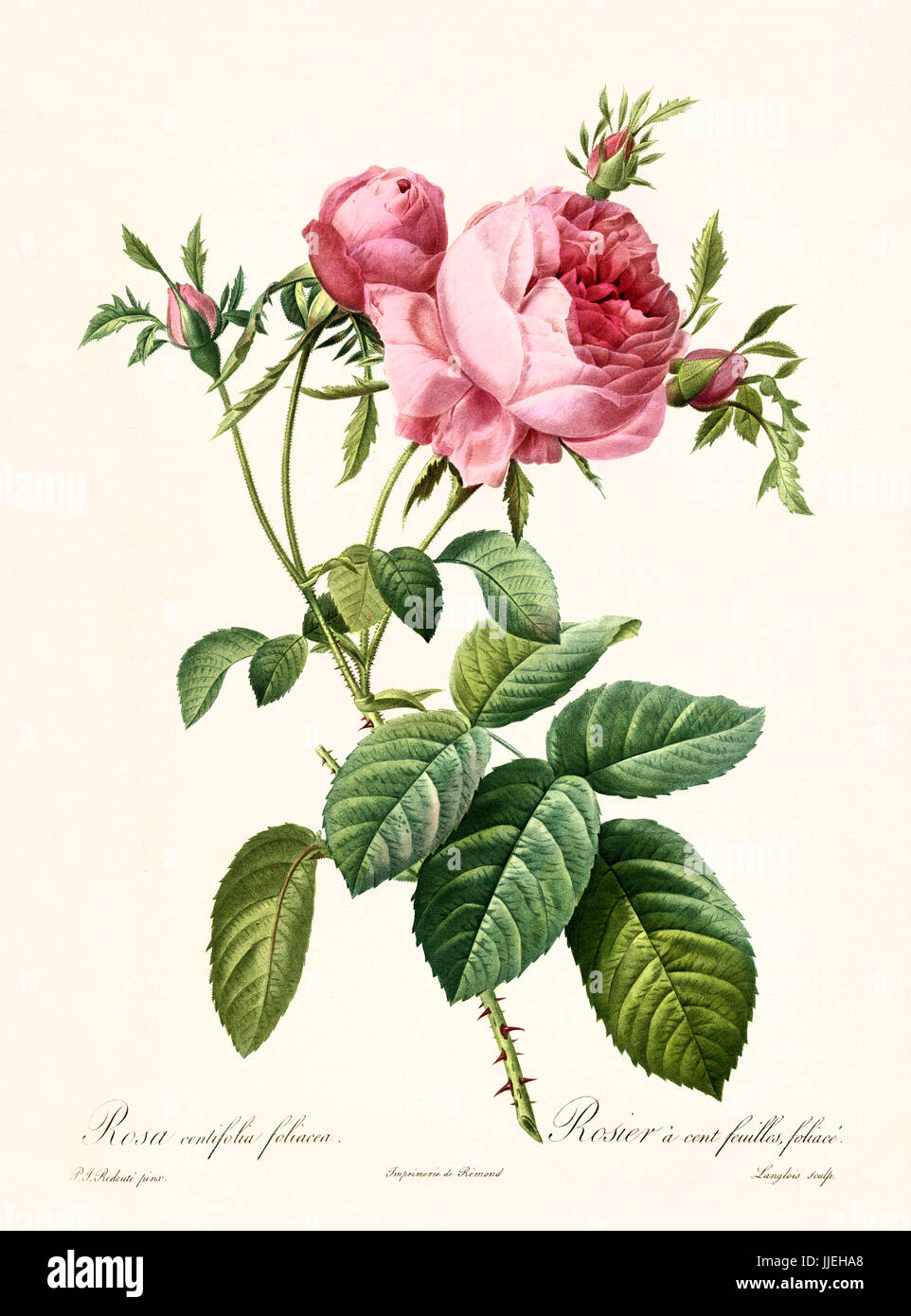 Old illustration of Rosa centifolia foliacea. Created by P. R. Redoute, published on Les Roses, Imp. Firmin Didot, Paris, 1817-24 Stock Photo