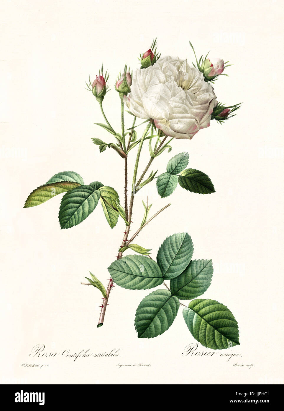 Old illustration of Rosa centifolia mutabilis. Created by P. R. Redoute, published on Les Roses, Imp. Firmin Didot, Paris, 1817-24 Stock Photo
