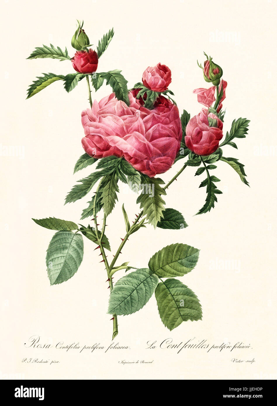 Old illustration of Rosa centifolia prolifera foliacea. Created by P. R. Redoute, published on Les Roses, Imp. Firmin Didot, Paris, 1817-24 Stock Photo