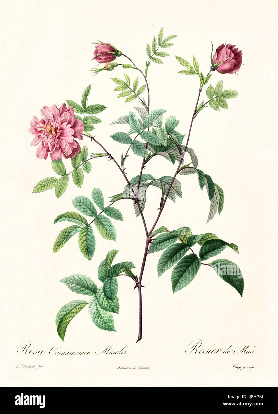 Old illustration of Rosa cimmamomea majalis. Created by P. R. Redoute, published on Les Roses, Imp. Firmin Didot, Paris, 1817-24 Stock Photo