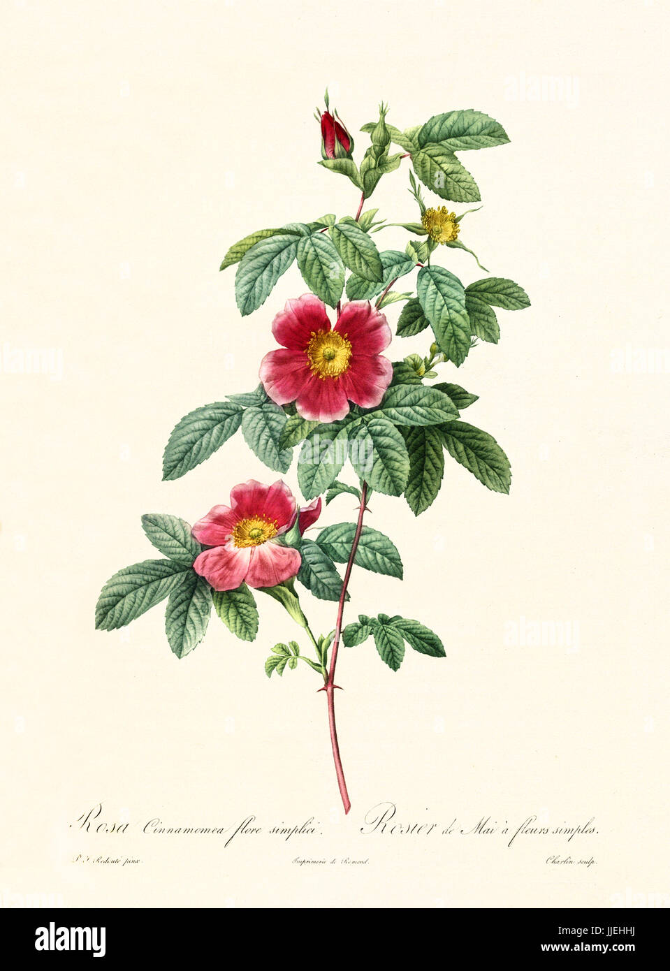 Old illustration of Rosa cimmamomea. Created by P. R. Redoute, published on Les Roses, Imp. Firmin Didot, Paris, 1817-24 Stock Photo