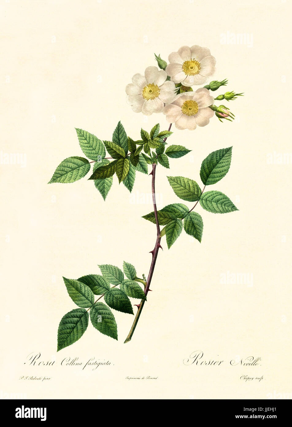 Old illustration of Rosa collina fastigiata. Created by P. R. Redoute, published on Les Roses, Imp. Firmin Didot, Paris, 1817-24 Stock Photo