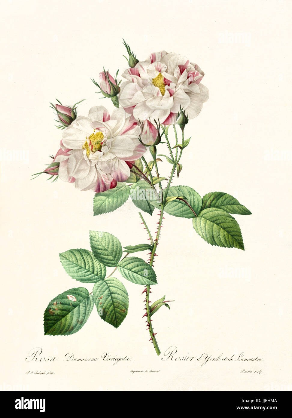 Old illustration of Rosa damascena variegata. Created by P. R. Redoute, published on Les Roses, Imp. Firmin Didot, Paris, 1817-24 Stock Photo