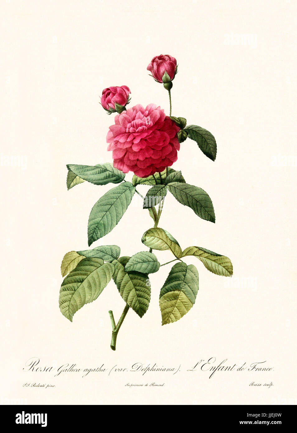Old illustration of Rosa gallica agatha delphiniana. Created by P. R. Redoute, published on Les Roses, Imp. Firmin Didot, Paris, 1817-24 Stock Photo
