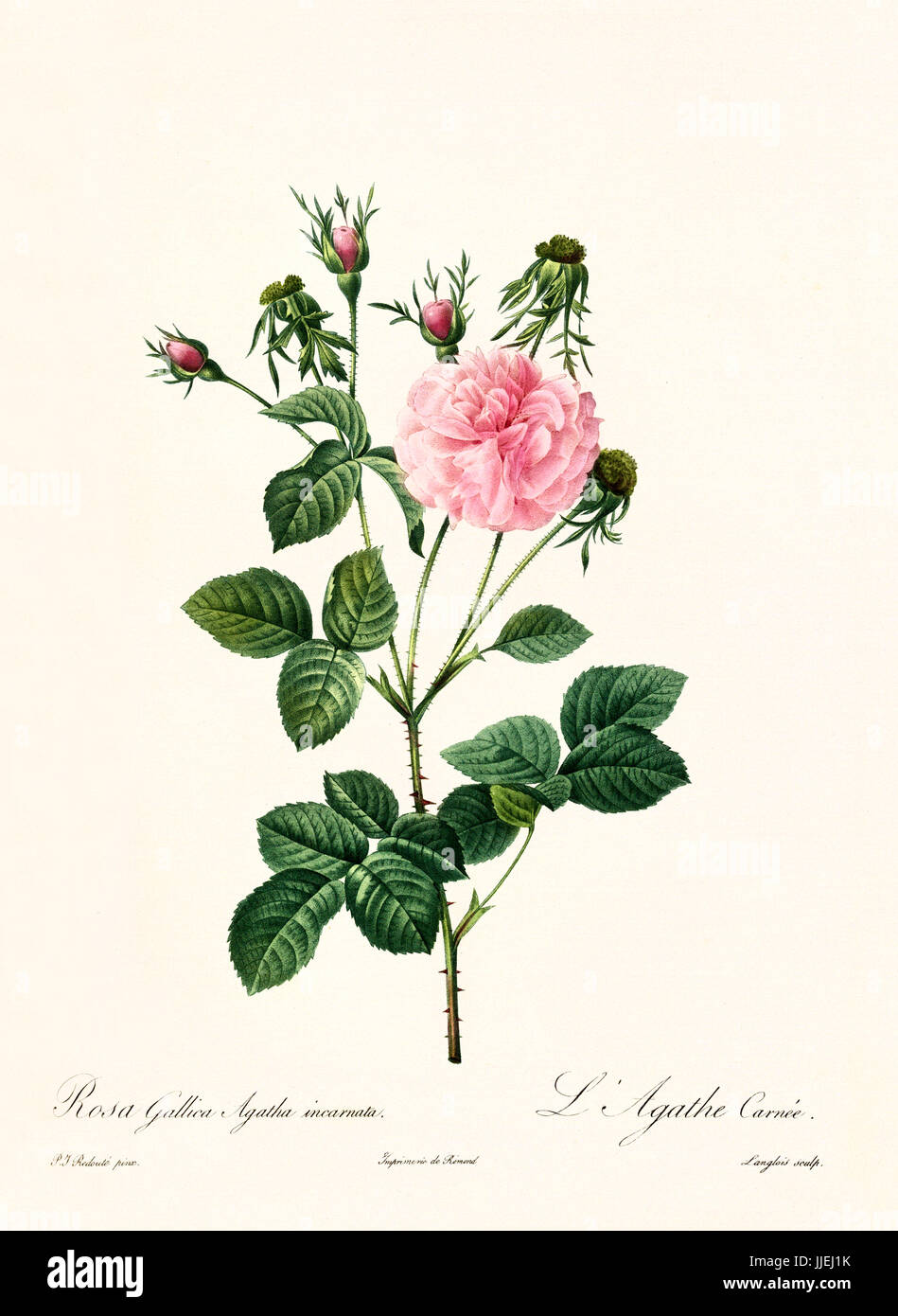 Old illustration of Rosa gallica agatha incarnata. Created by P. R. Redoute, published on Les Roses, Imp. Firmin Didot, Paris, 1817-24 Stock Photo