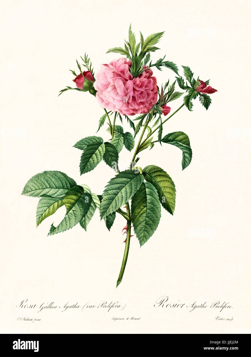 Old illustration of Rosa gallica agatha prolifera. Created by P. R. Redoute, published on Les Roses, Imp. Firmin Didot, Paris, 1817-24 Stock Photo