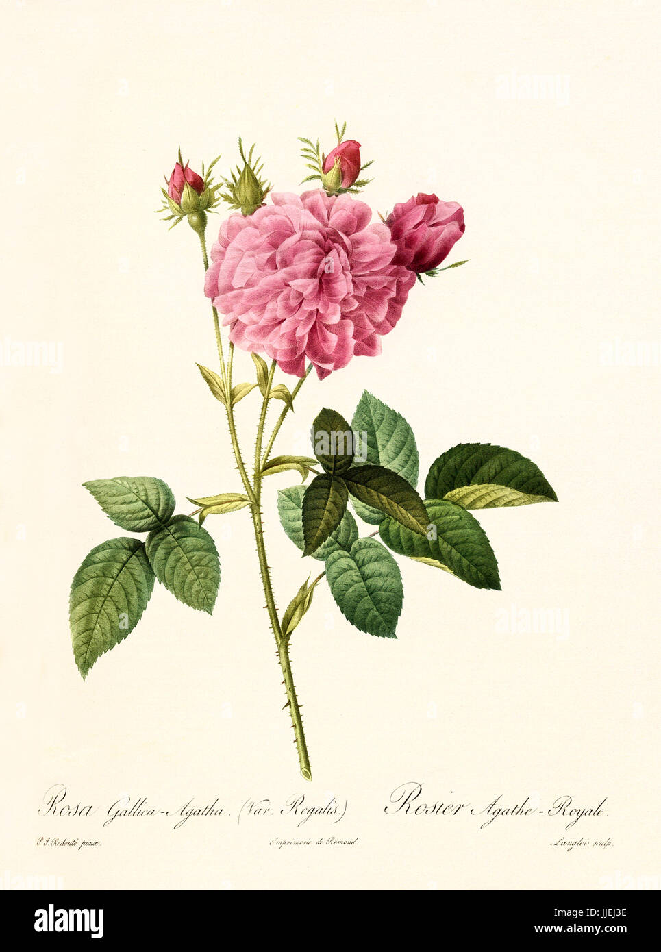 Old illustration of Rosa gallica agatha regalis. Created by P. R. Redoute, published on Les Roses, Imp. Firmin Didot, Paris, 1817-24 Stock Photo