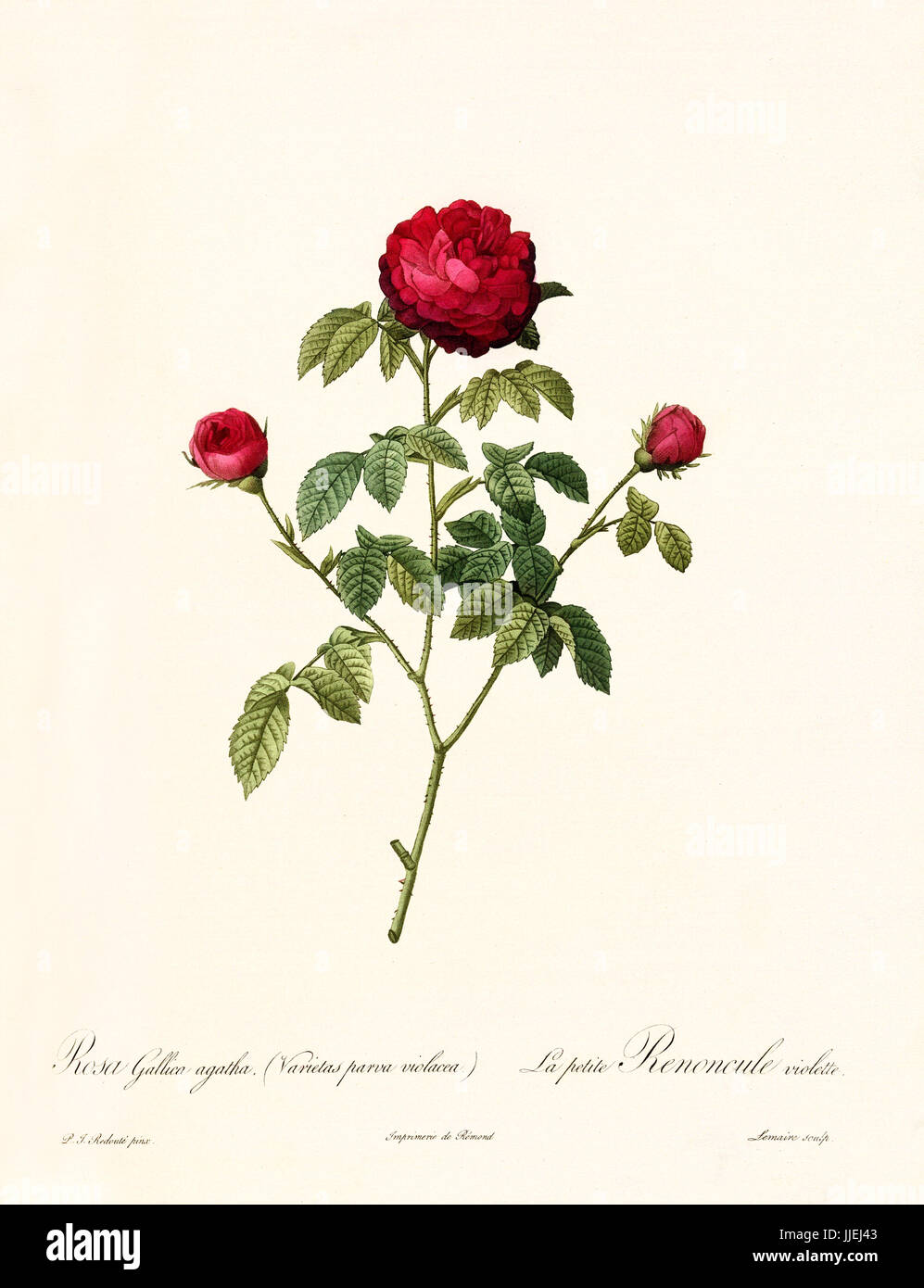Old illustration of Rosa gallica agatha. Created by P. R. Redoute, published on Les Roses, Imp. Firmin Didot, Paris, 1817-24 Stock Photo