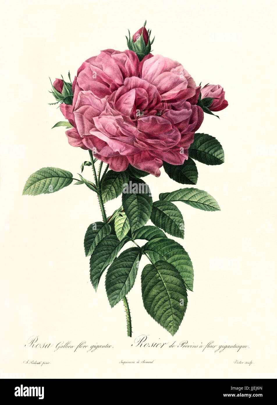 Old illustration of Rosa gallica flore giganteo. Created by P. R. Redoute, published on Les Roses, Imp. Firmin Didot, Paris, 1817-24 Stock Photo