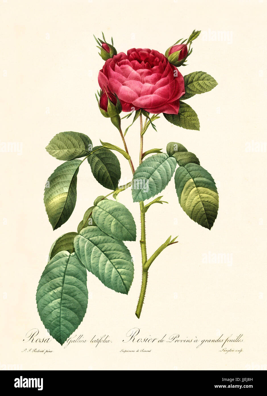 Old illustration of Rosa gallica latifolia. Created by P. R. Redoute, published on Les Roses, Imp. Firmin Didot, Paris, 1817-24 Stock Photo