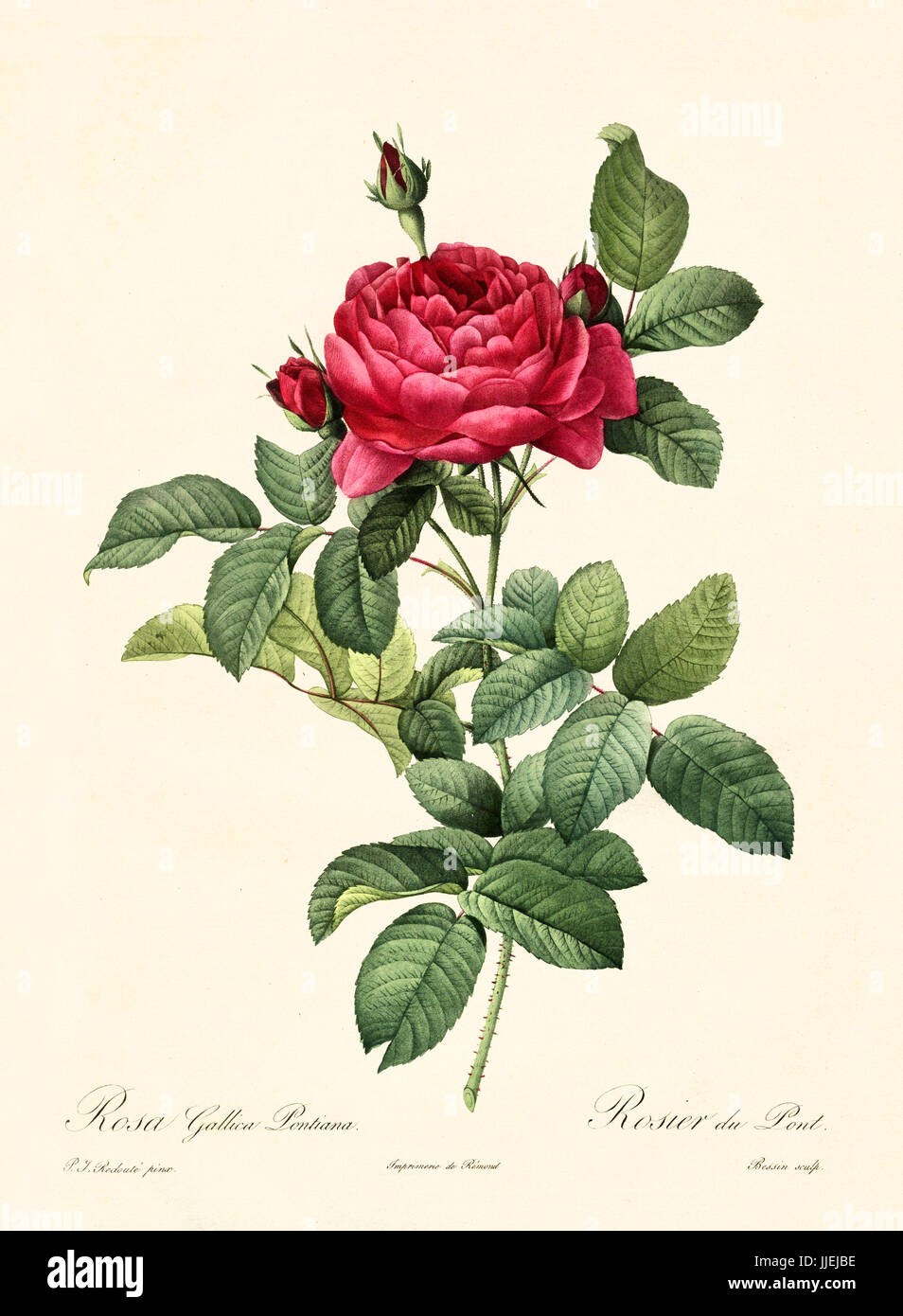 Old illustration of Rosa gallica pontiana. Created by P. R. Redoute, published on Les Roses, Imp. Firmin Didot, Paris, 1817-24 Stock Photo