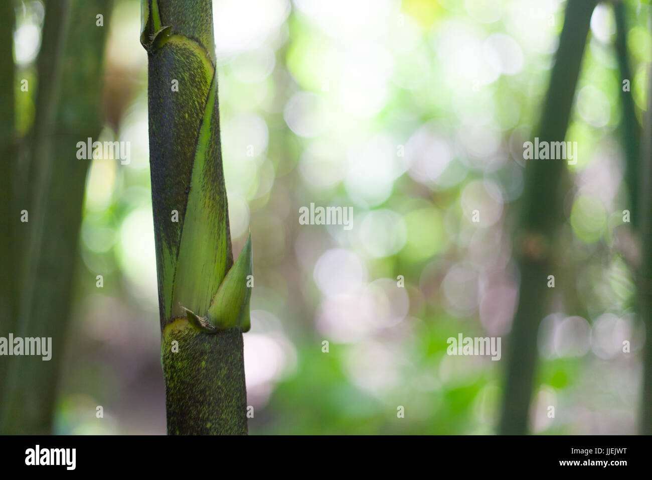 Background of Bamboo and Bananas Plants in Vietnam Mekong Delta Village Stock Photo