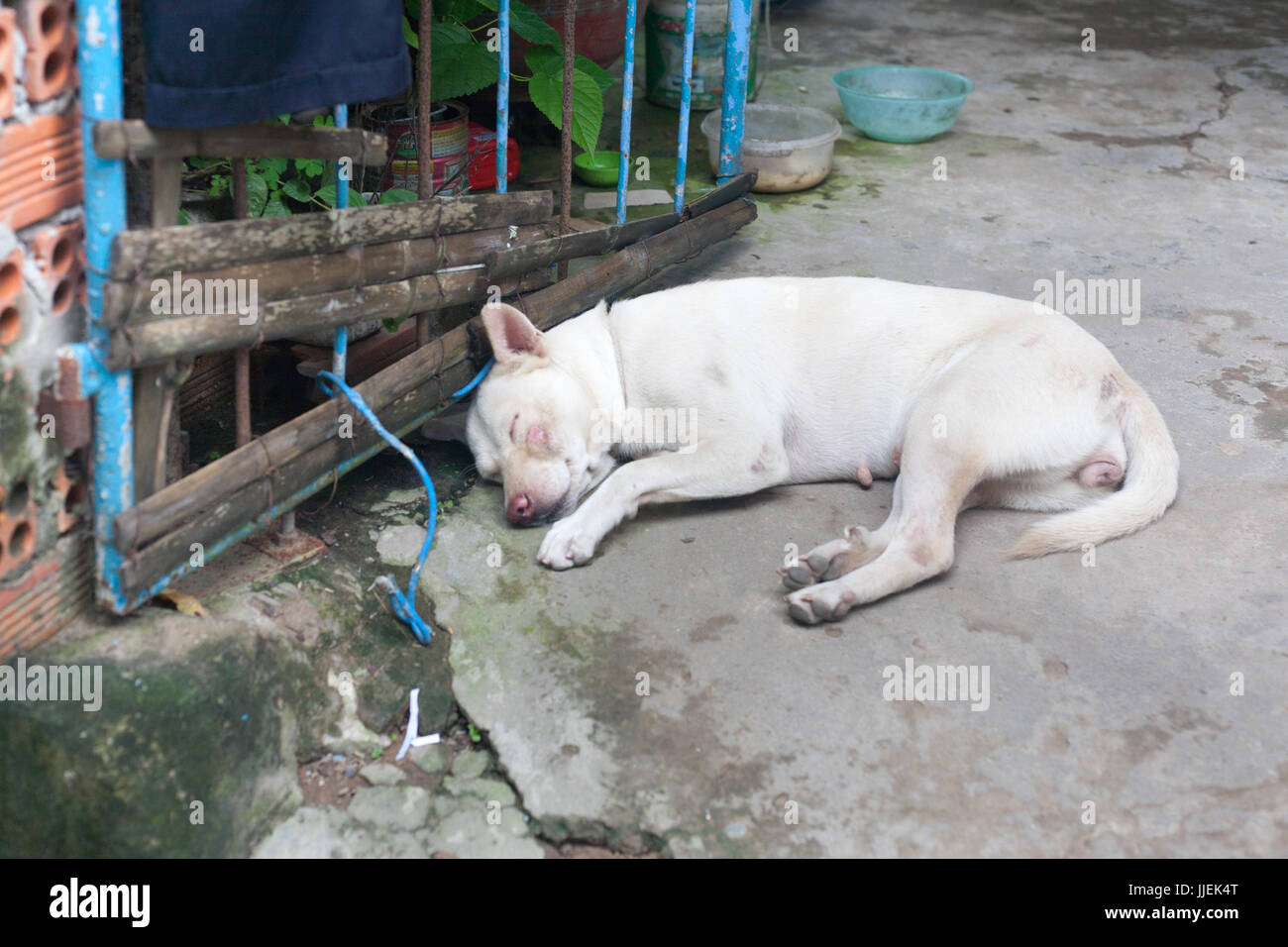 White female Stray dog with scars abandoned on the ground close to blue metal gate in vietnam Stock Photo