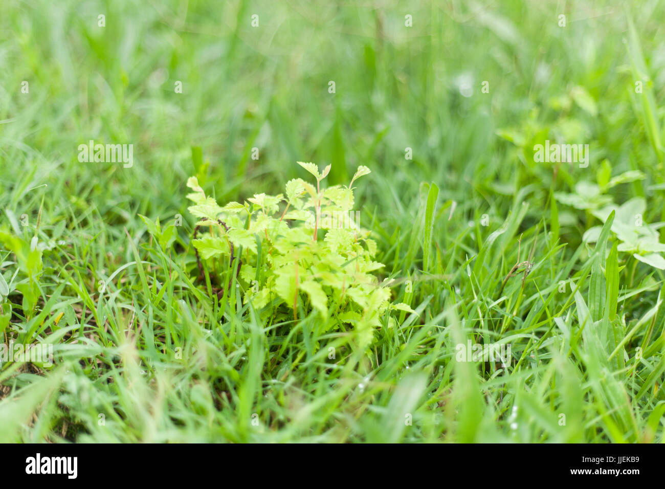 Mint plant with green and scented leaves on a spring day Stock Photo