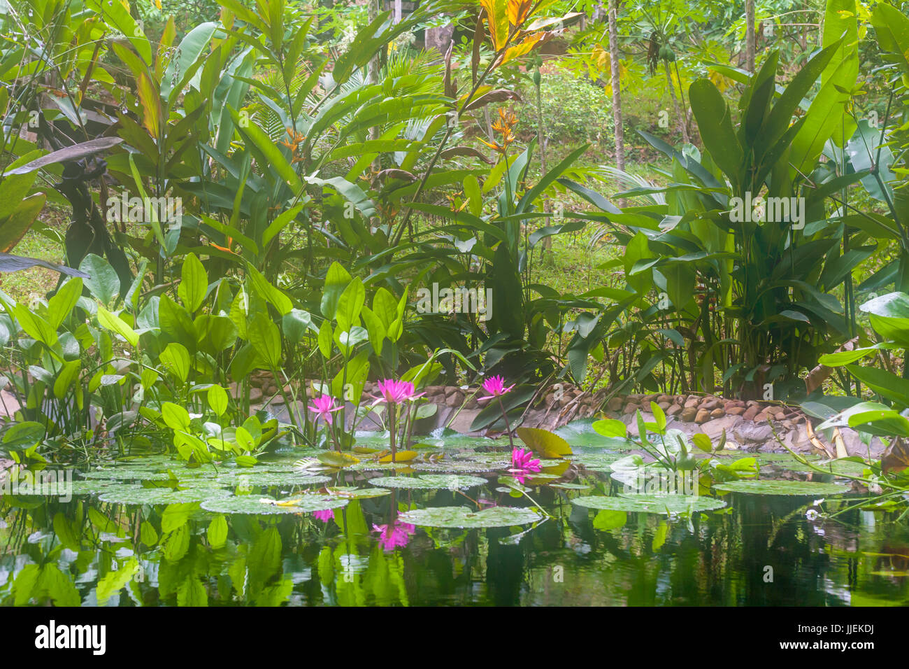 Natural pond with pink water lilies and tropical aquatic plants in the jungle in Cambodia Stock Photo