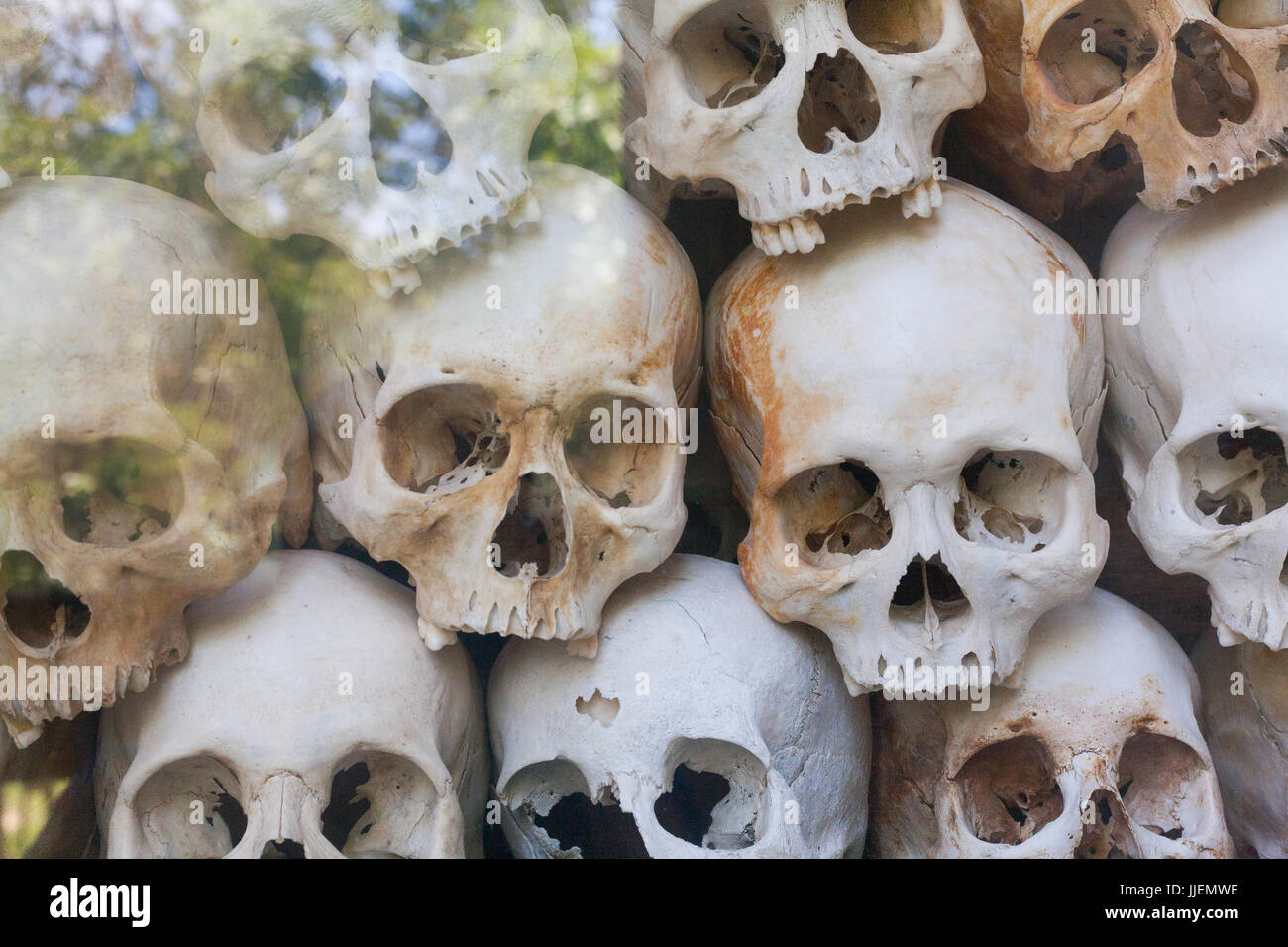 Skulls Wall behind glass with tree corner reflection in memorial camp building in Cambodia close to Phnom Penh Stock Photo