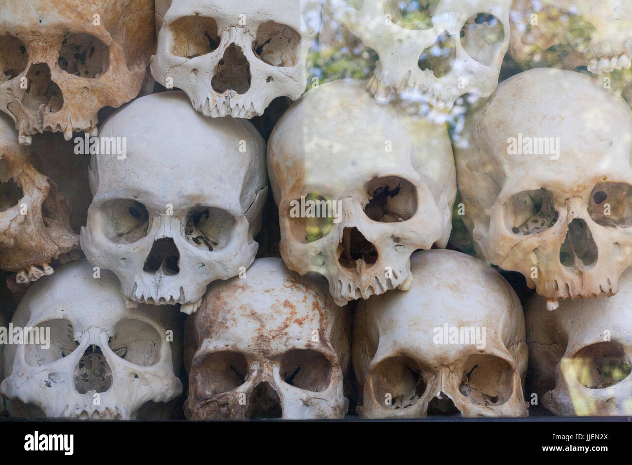 Skulls Wall behind glass with tree reflection in memorial camp building in Cambodia close to Phnom Penh Stock Photo