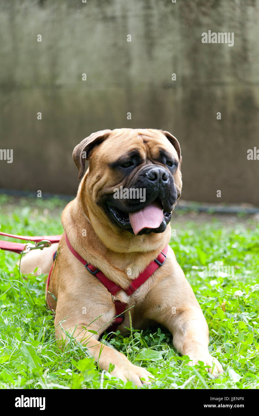 Adult young male mastiff with red and gold leash and bib on green grass with wall behind Stock Photo
