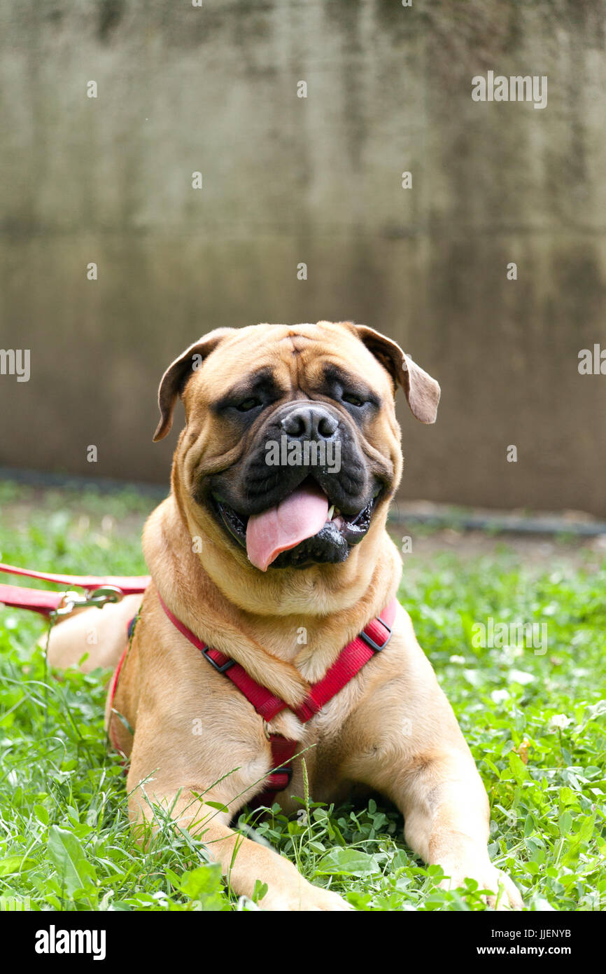 Adult young male mastiff with red and gold leash and roman bib on green grass with wall behind Stock Photo