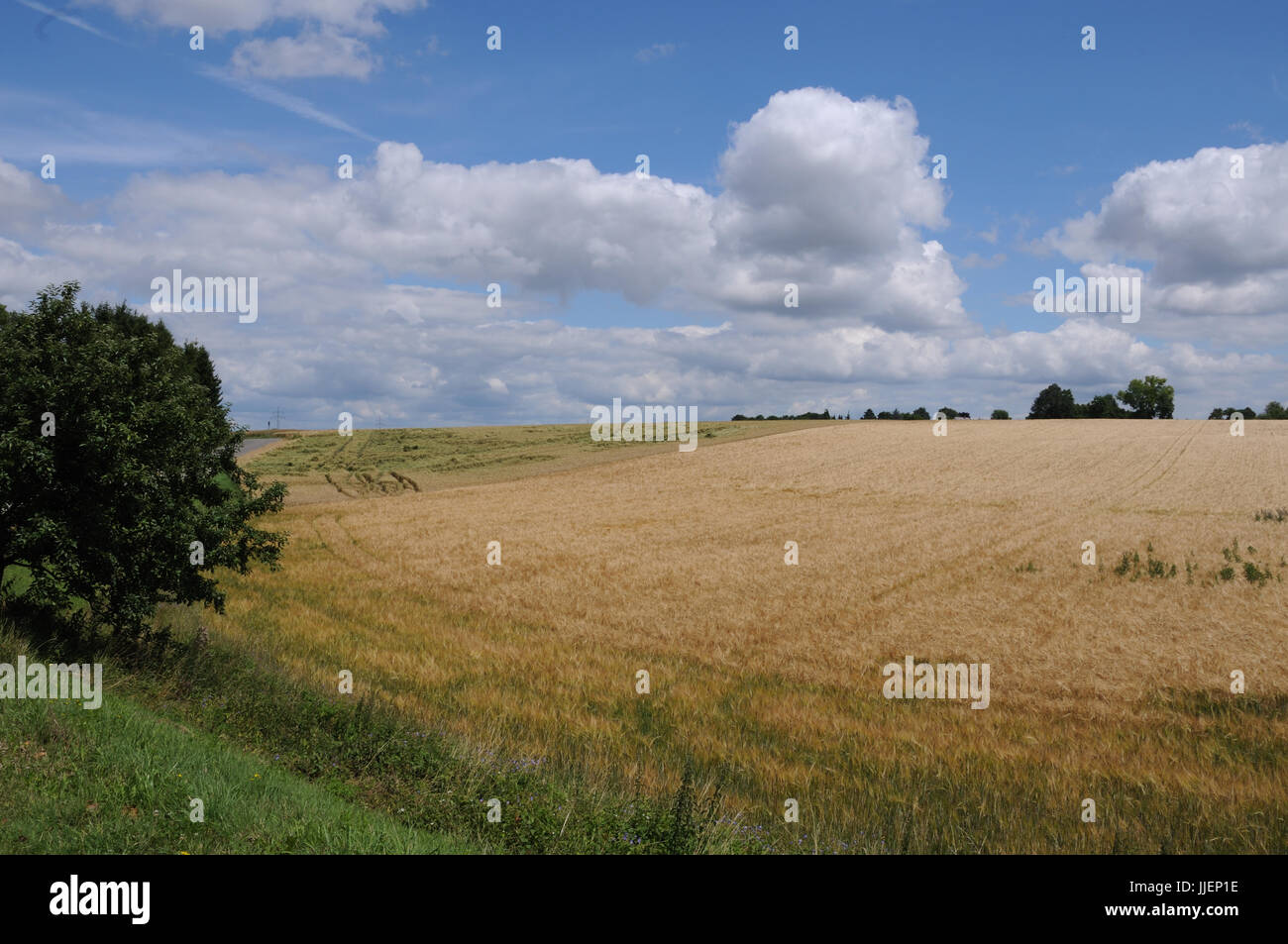 Landscape cereal field trees hi-res stock photography and images - Alamy