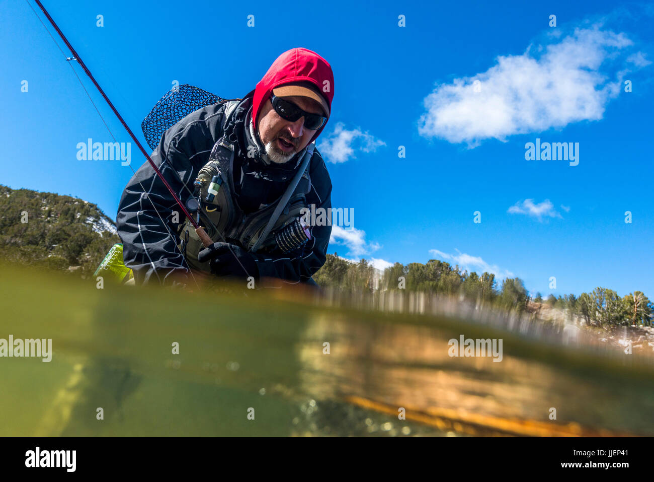 Greg  landing a Lahontan Cutthroat trout at a secret eastern sierra lake Stock Photo