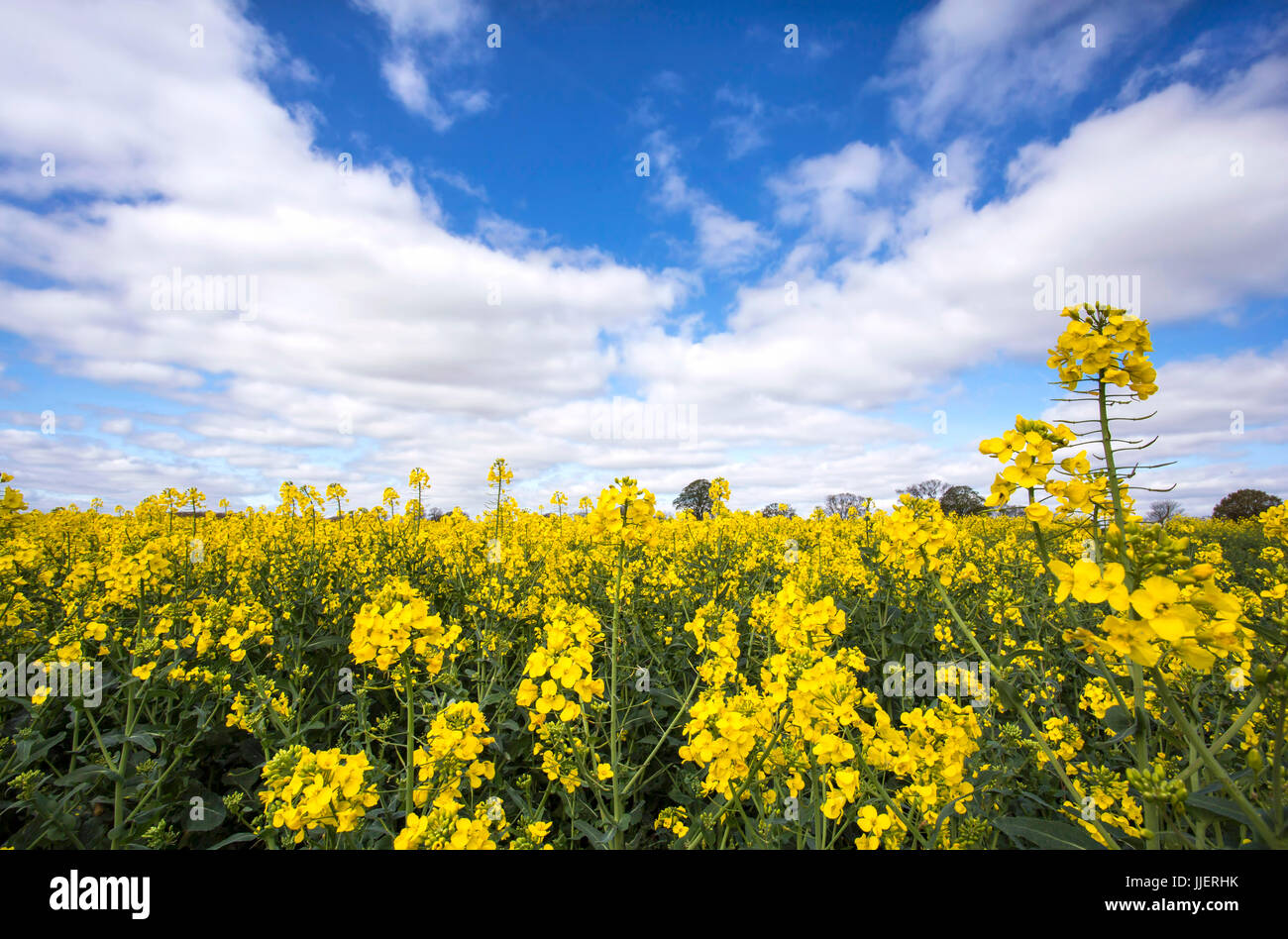 Rapeseed Field, Methley Stock Photo