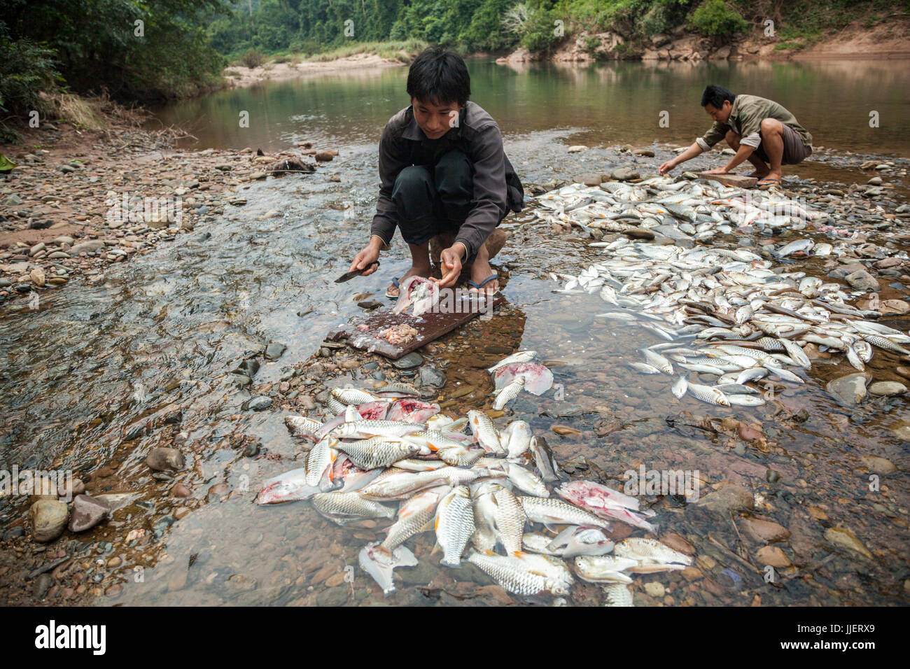 Men gut fish they have caught at their camp on the Nam Ou River in Phou Den Din National Protected Area, Laos. The area is frequented by hunters and fishermen who camp and poach wild game within park boundaries despite (or perhaps without knowledge) that this is technically illegal. Stock Photo