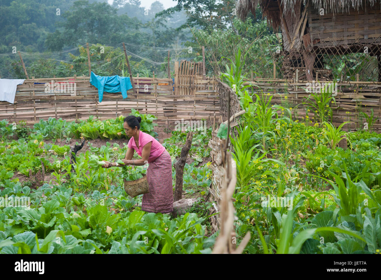 A woman collects Chinese cabbage (Brassica rapa) from her extensive garden in Muang Hat Hin, Laos. Stock Photo