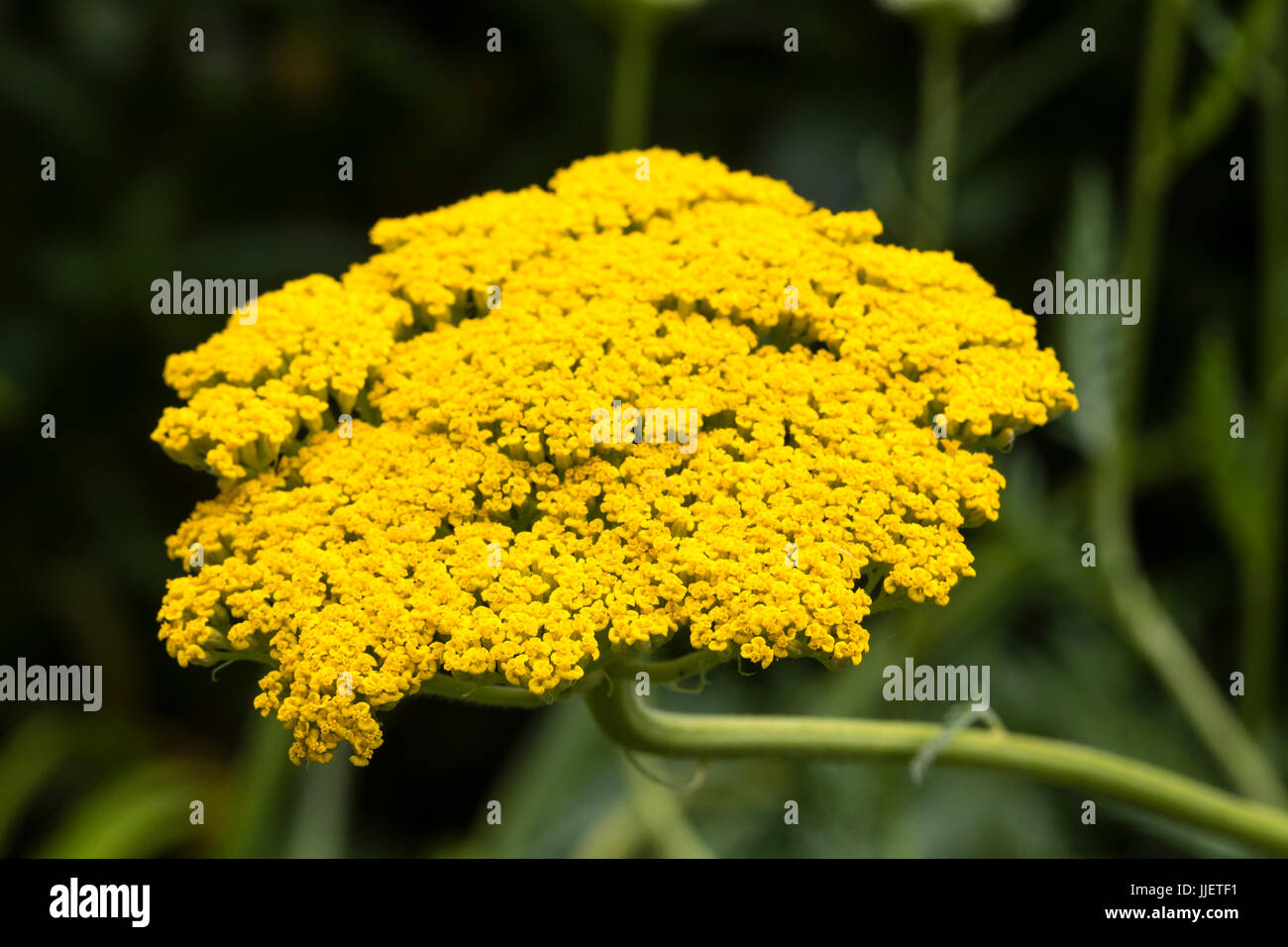 Flat yellow flower head of Achillea filipendula 'Gold Plate' in a summer border Stock Photo