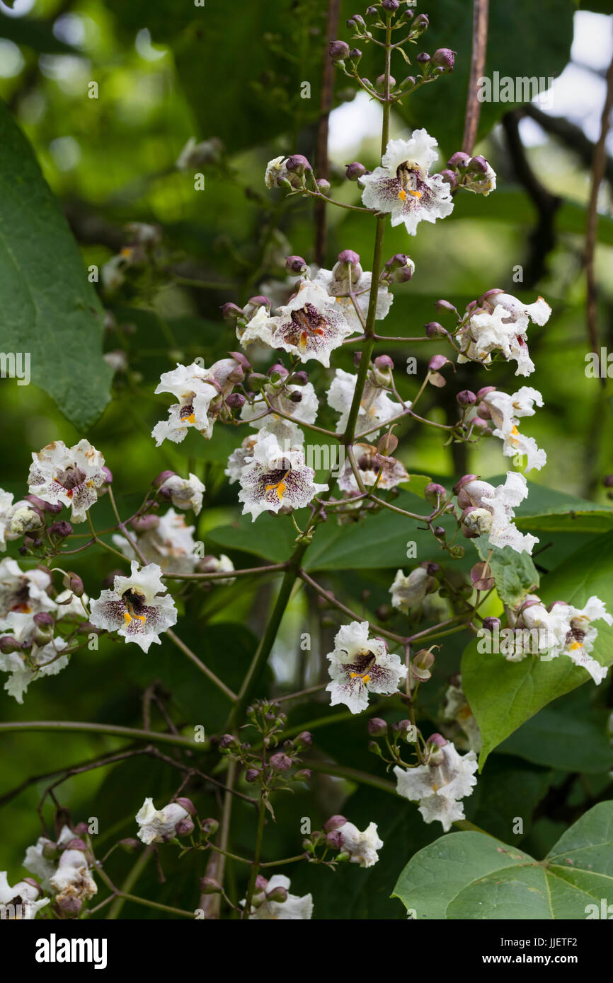 Brown spotted white flowers in the panicle of the ornamental tree, Catalpa x erubescens 'Purpurea' Stock Photo