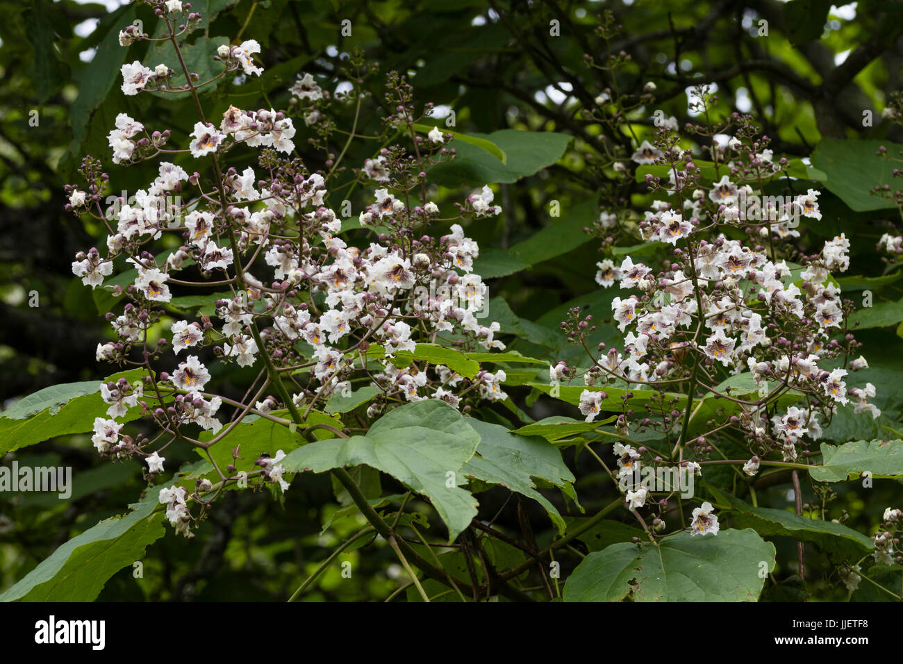 Brown spotted white flowers in the panicle of the ornamental tree, Catalpa x erubescens 'Purpurea' Stock Photo