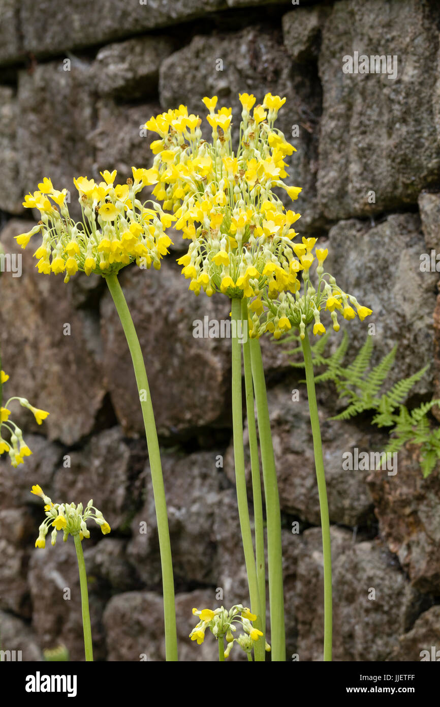 Yellow flowers hanging from the stems of the giant cowslip, Primula florindae Stock Photo