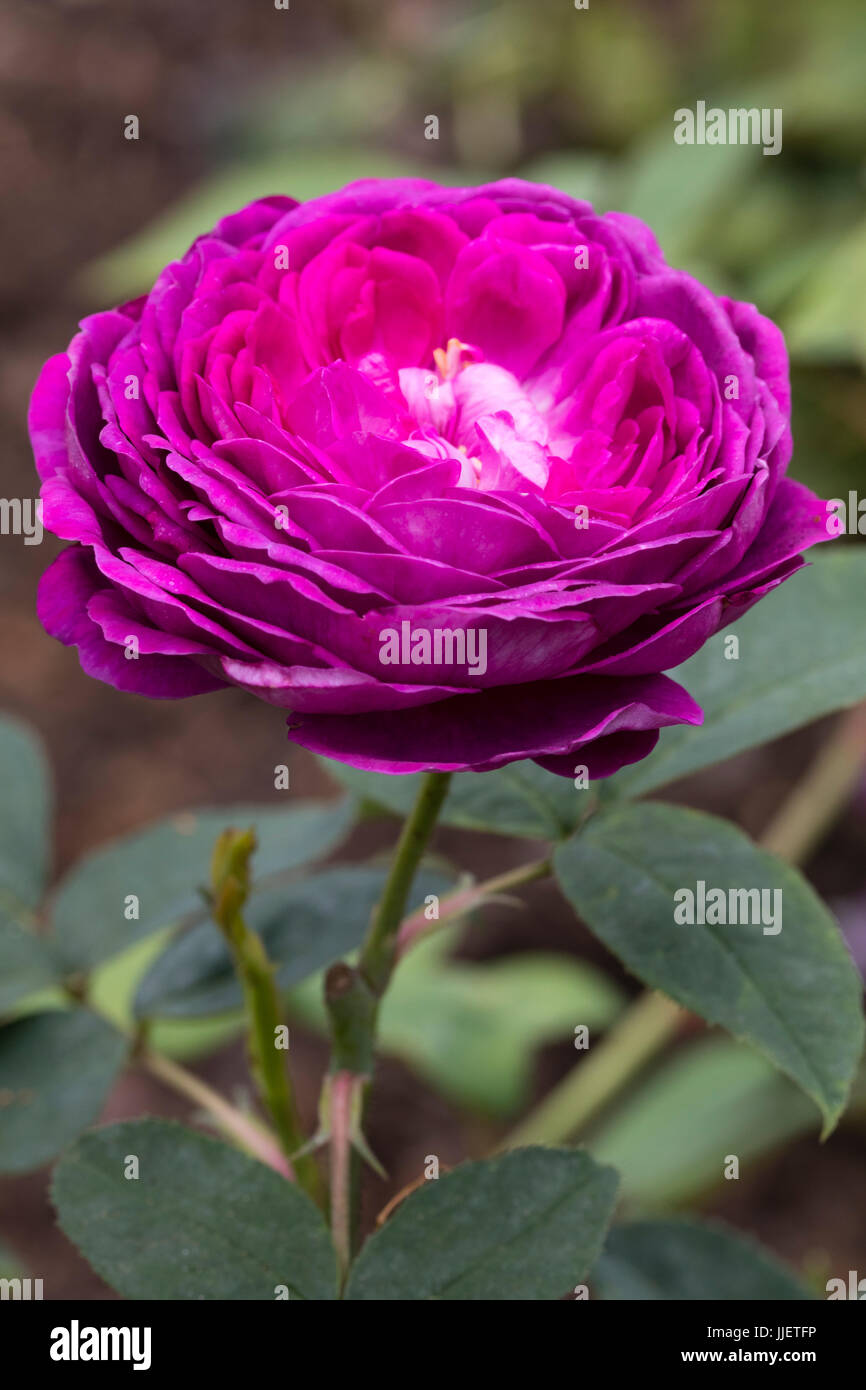 Strongly fragrant purple pink flower of the hybrid perpetual rose, Rosa 'Reine des Violettes' Stock Photo